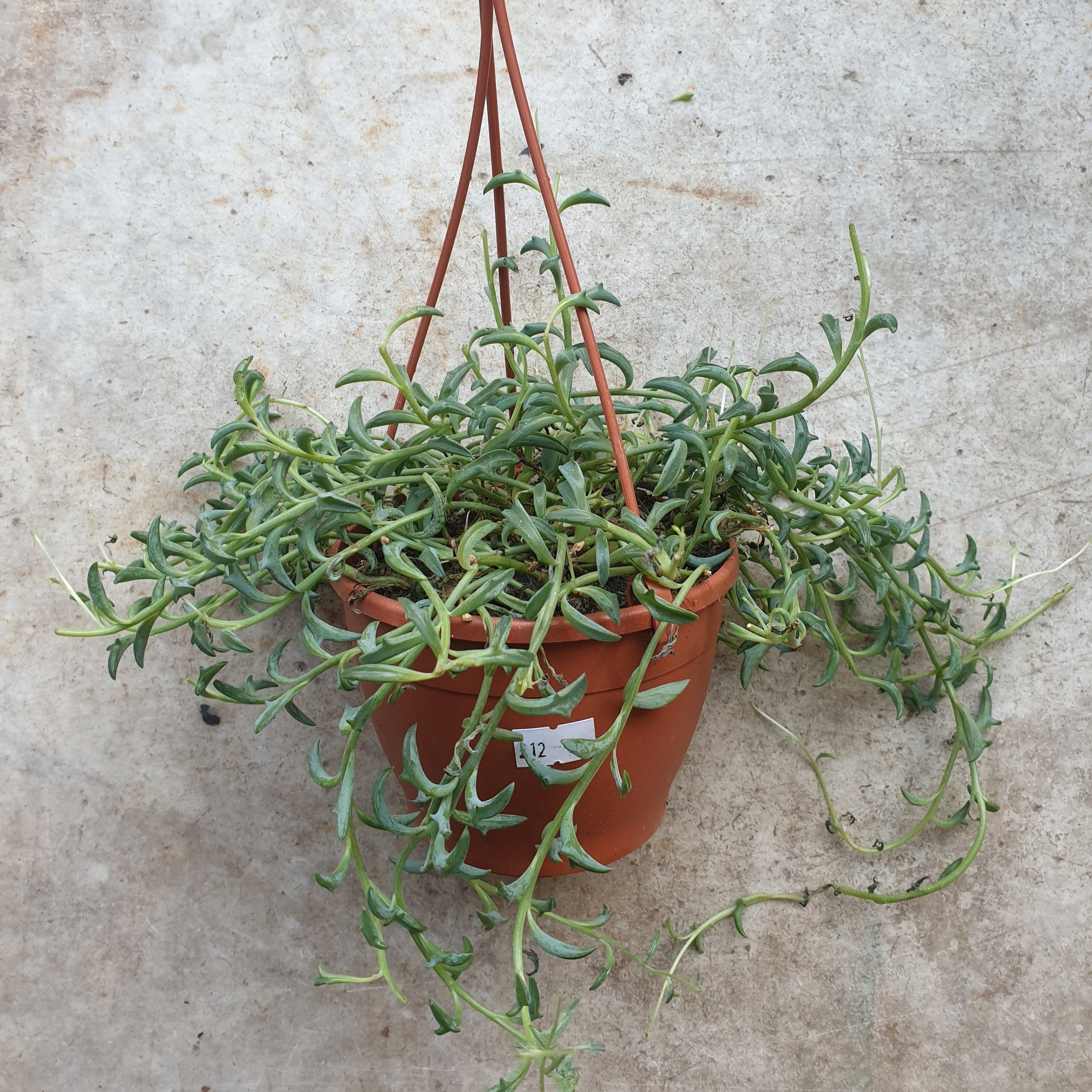 Senecio peregrinus (String of dolphins/ Succulent)