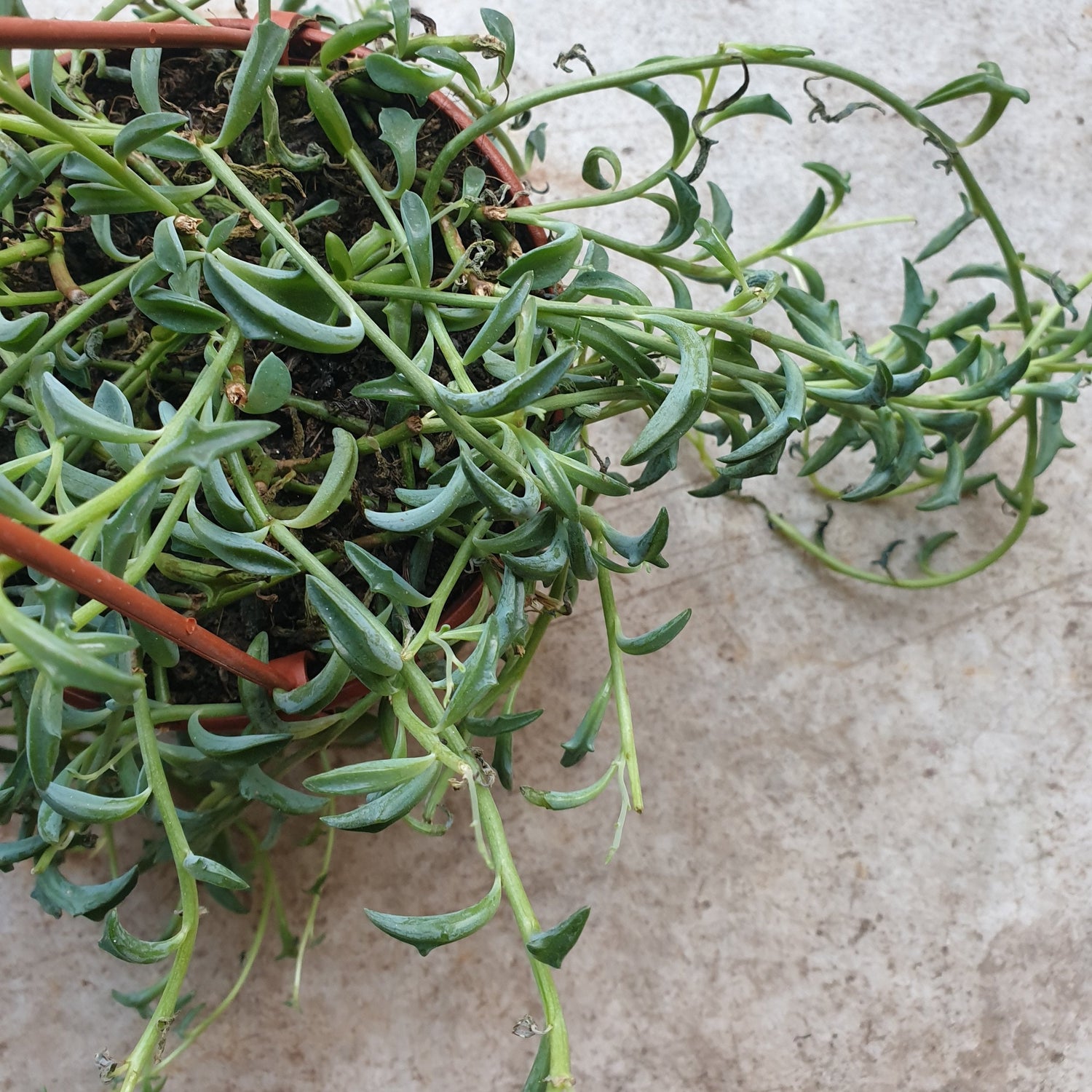 Senecio peregrinus (String of dolphins/ Succulent)