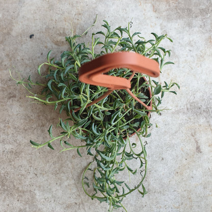 Senecio peregrinus (String of dolphins/ Succulent)