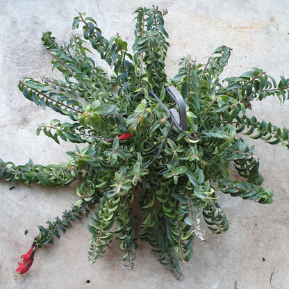 Aeschynanthus &