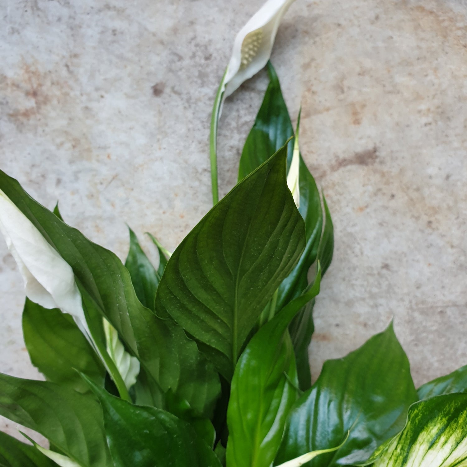 Spathiphyllum &