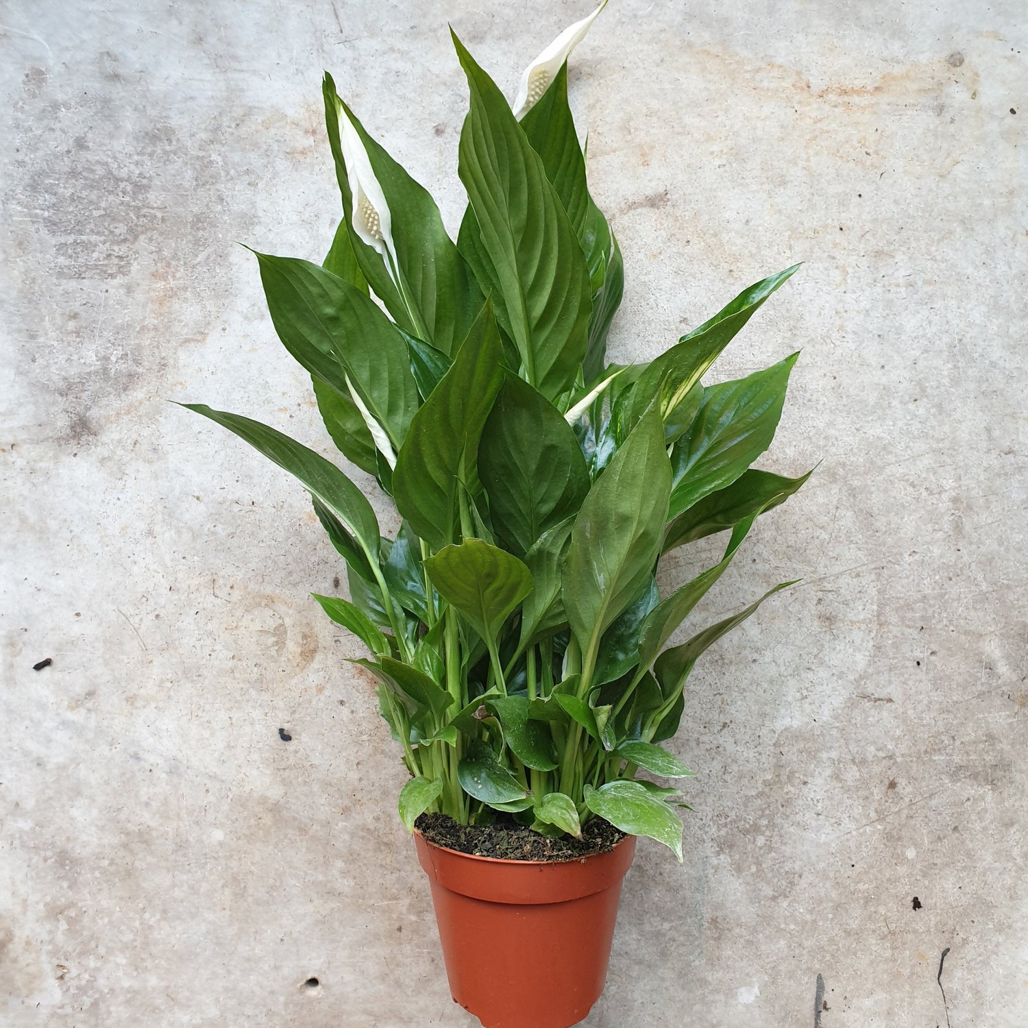 Spathiphyllum &