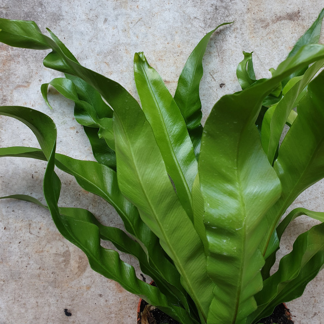 Asplenium antiquum (Birds Nest Fern)