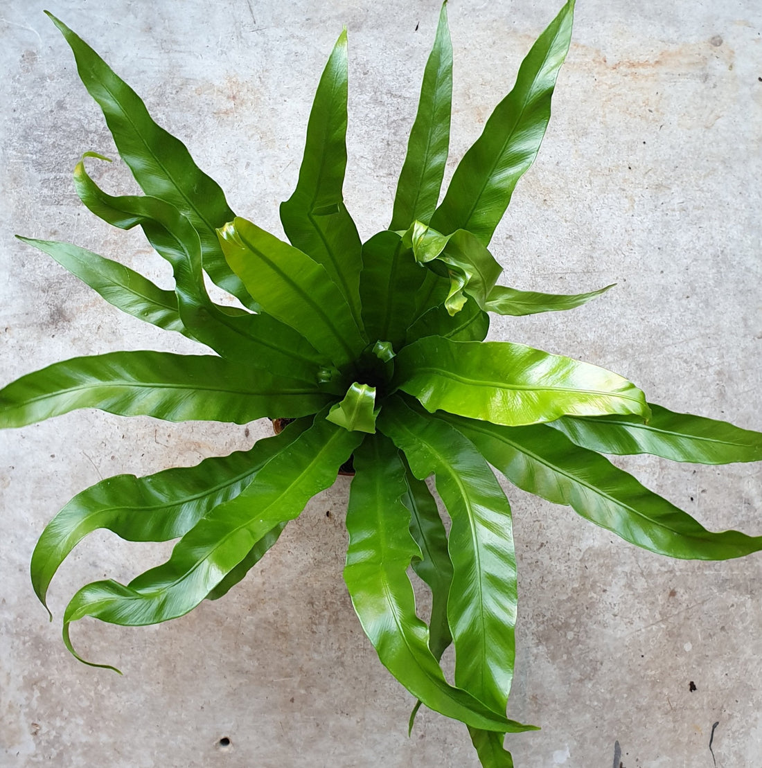 Asplenium antiquum (Birds Nest Fern)