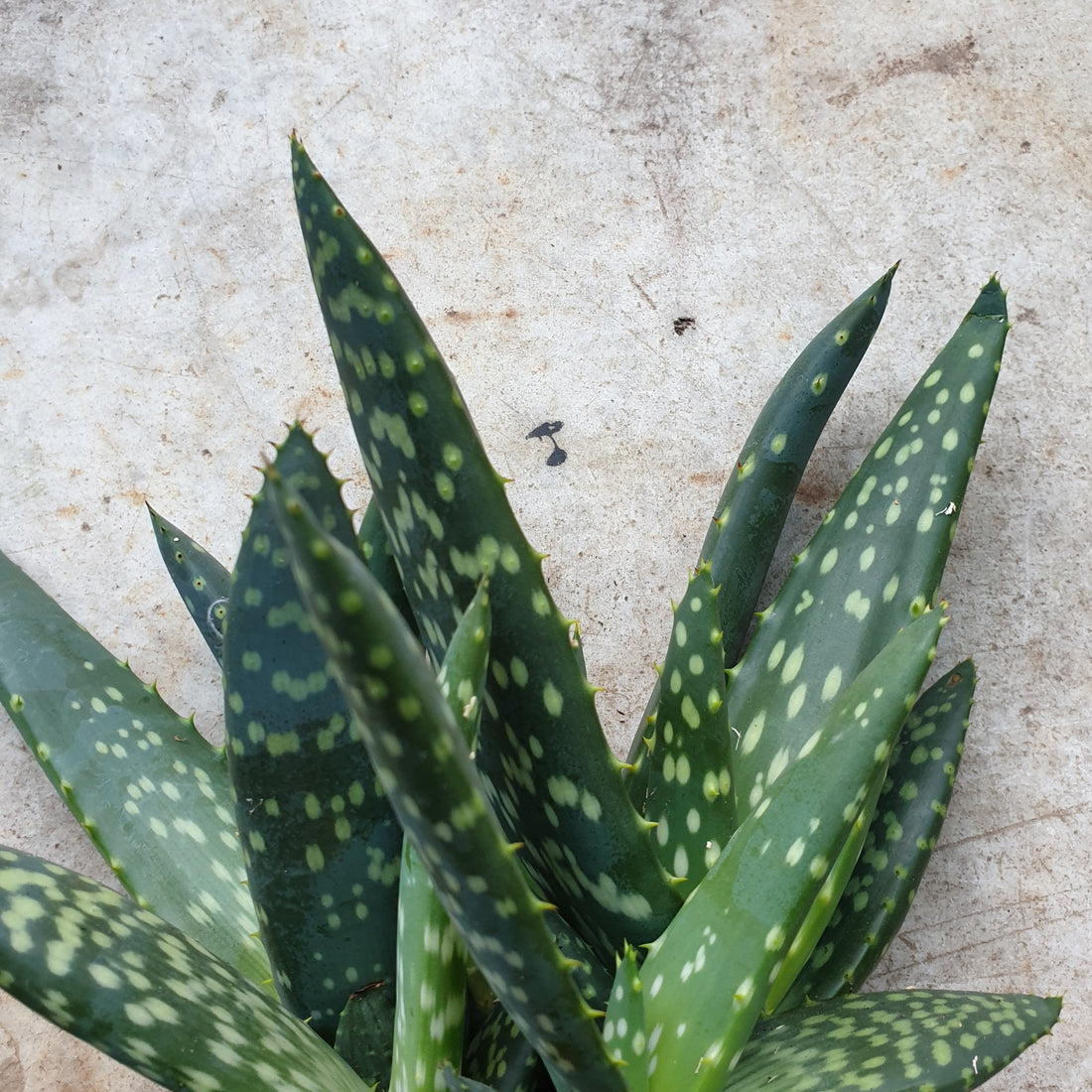 Aloe vera &