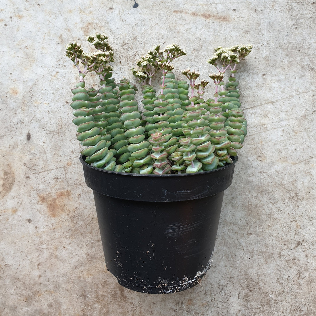Crassula marnieriana (Jade Necklace Plant)