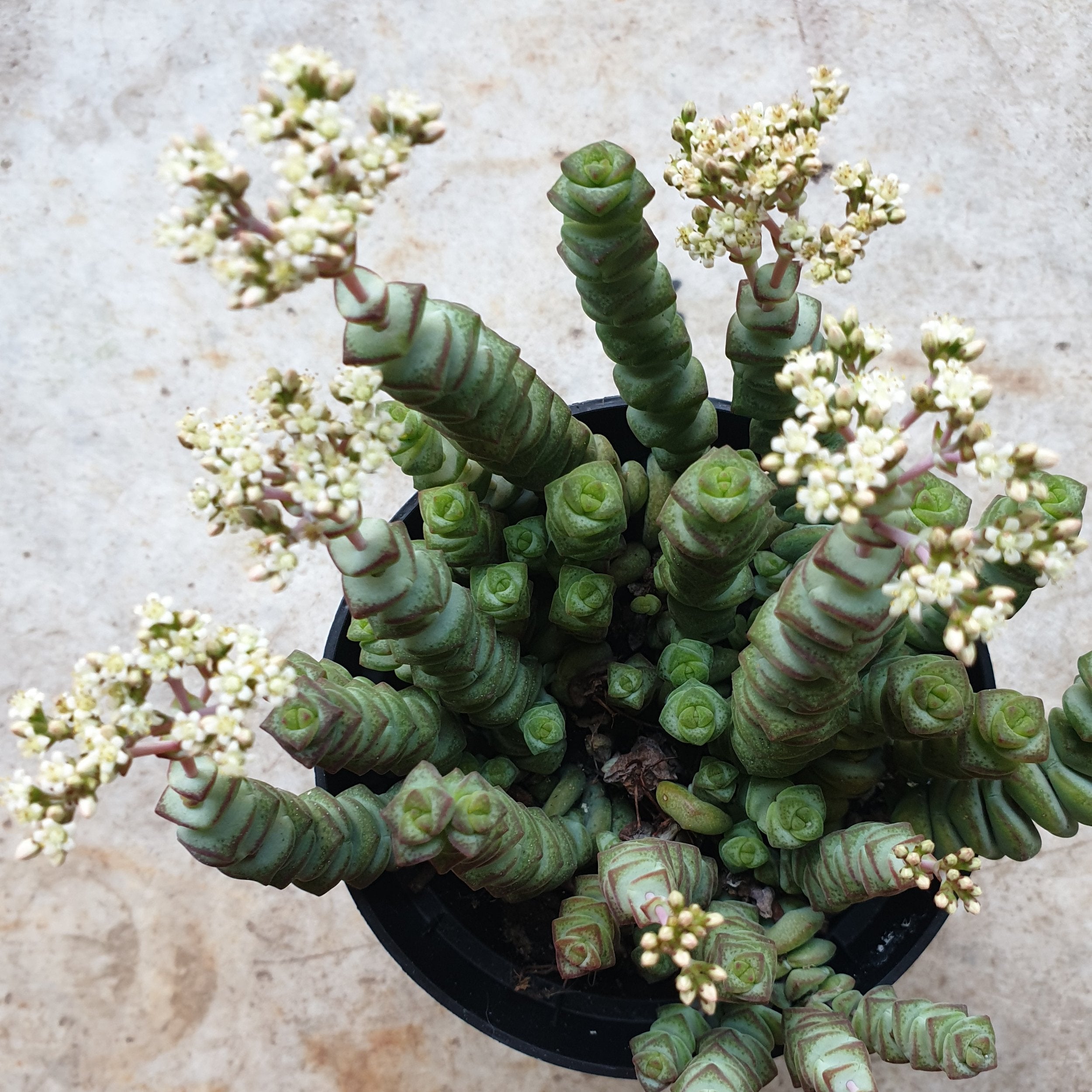 Crassula marnieriana (Jade Necklace Plant)