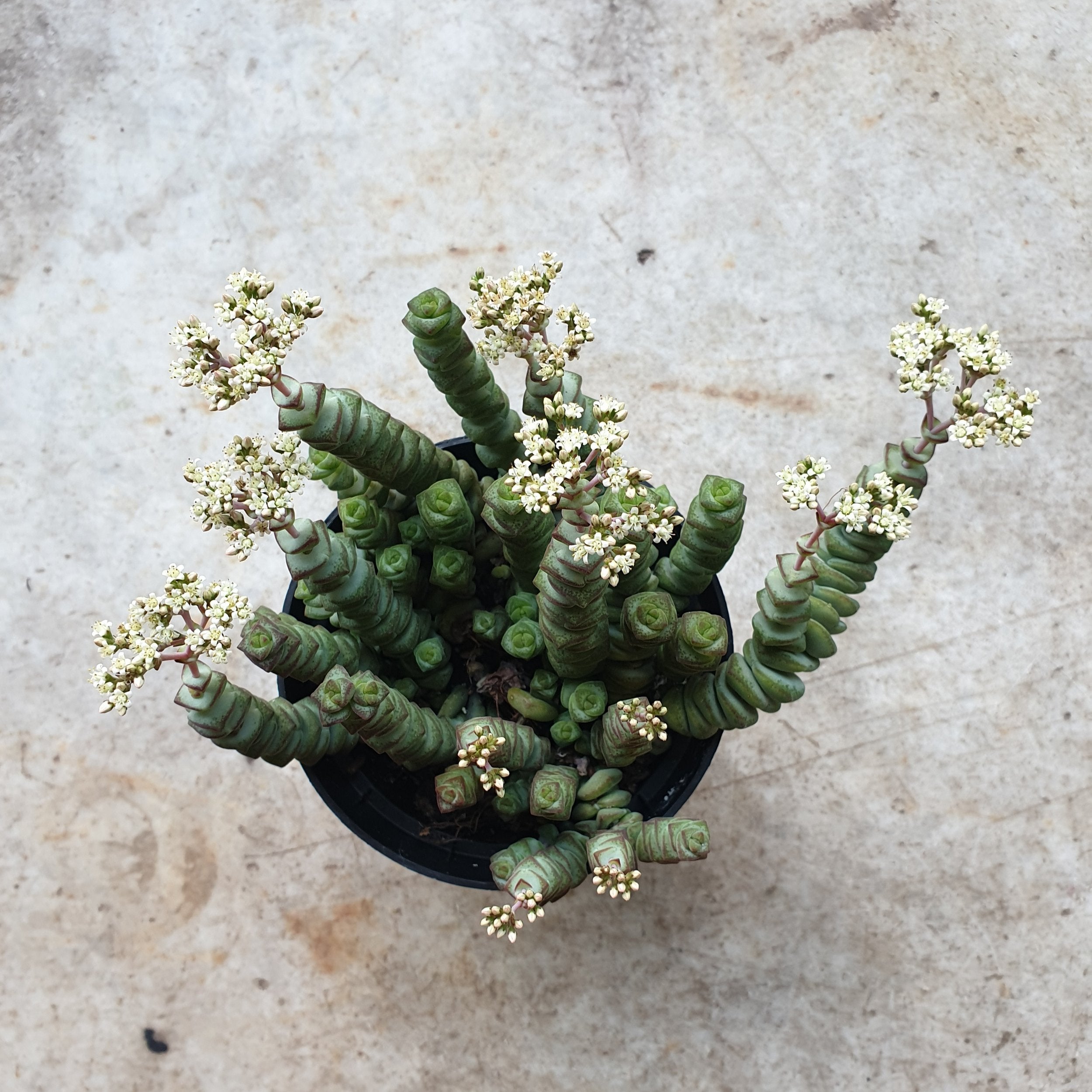 Crassula marnieriana (Jade Necklace Plant)