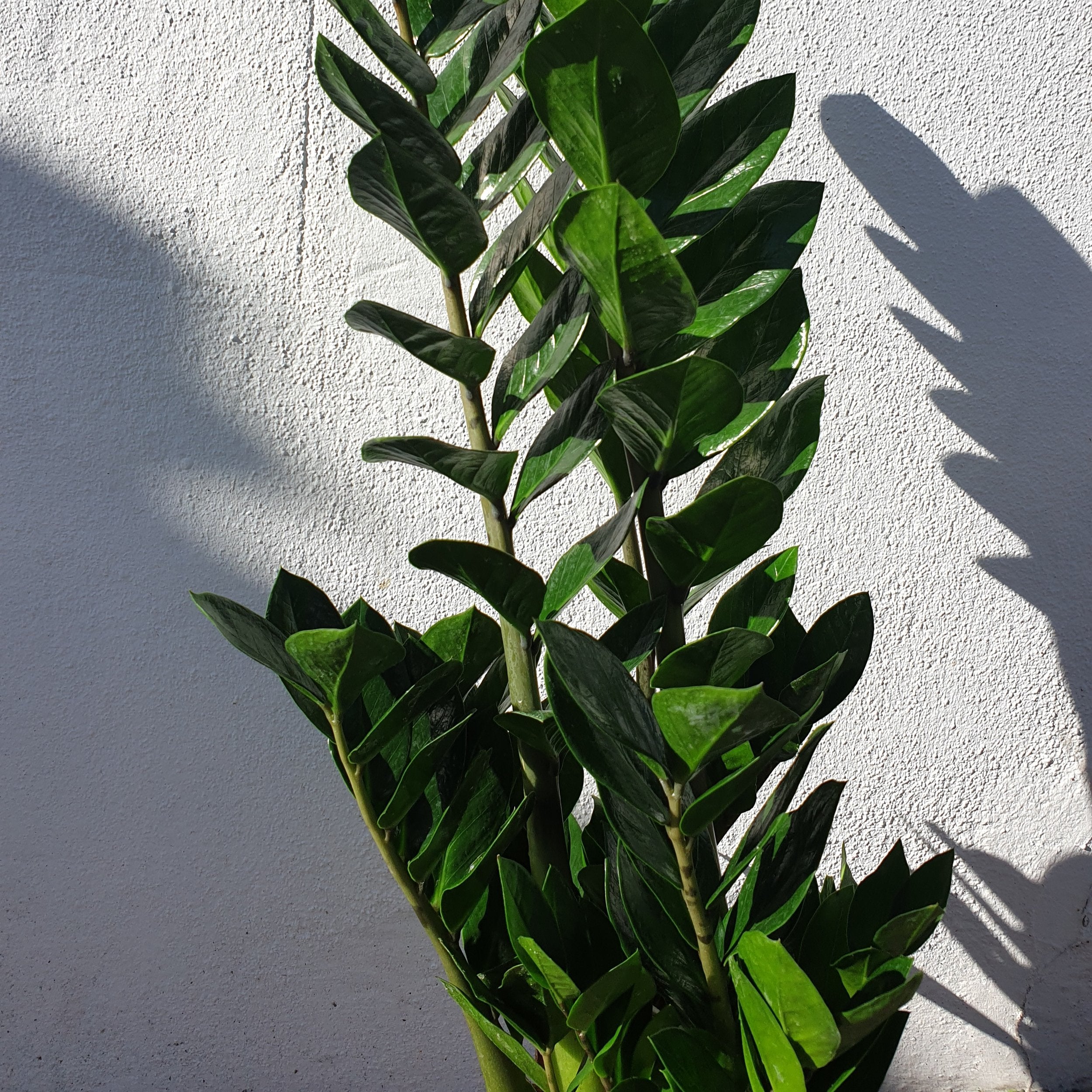 Zamioculcas zamiifolia (ZZ Plant)- Various sizes