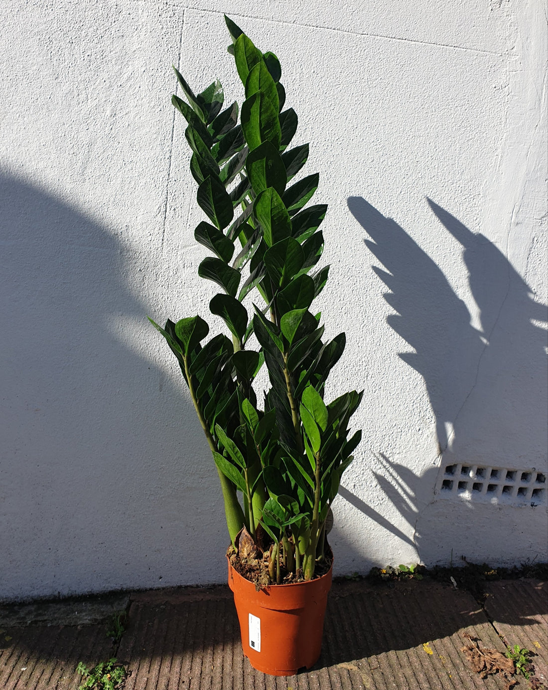 Zamioculcas zamiifolia (ZZ Plant)- Various sizes