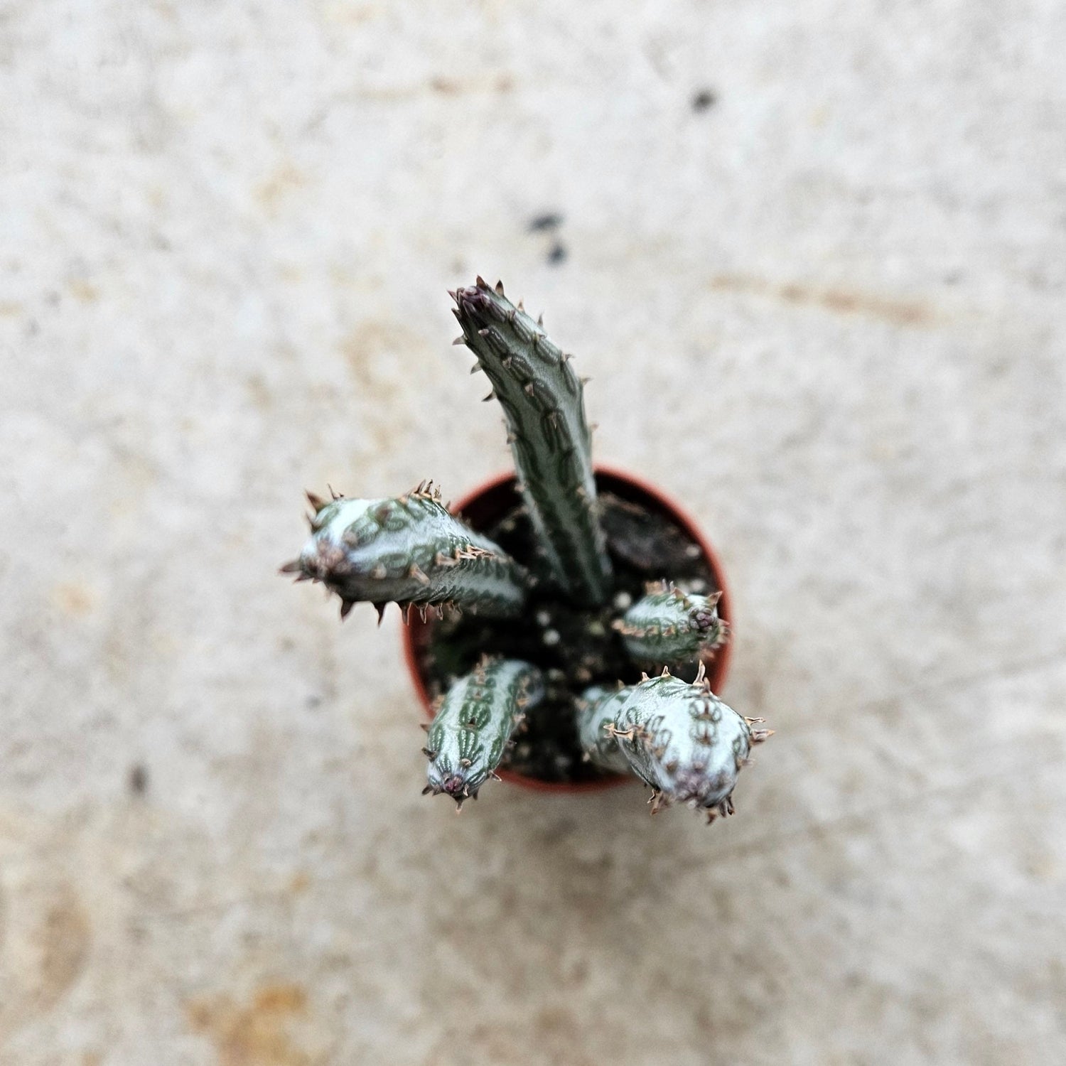 Kleinia stapeliiformis syn. Senecio stapeliiformis (Candle stick plant)