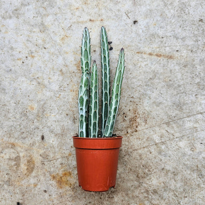 Kleinia stapeliiformis syn. Senecio stapeliiformis (Candle stick plant)