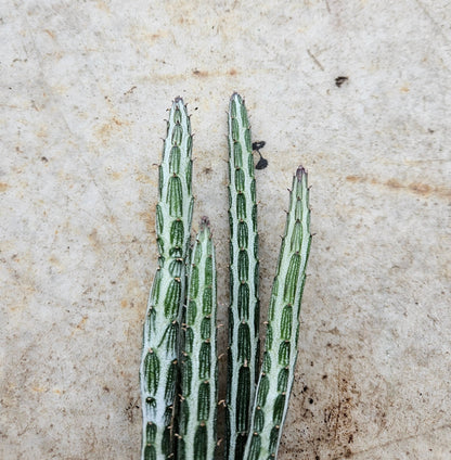 Kleinia stapeliiformis syn. Senecio stapeliiformis (Candle stick plant)