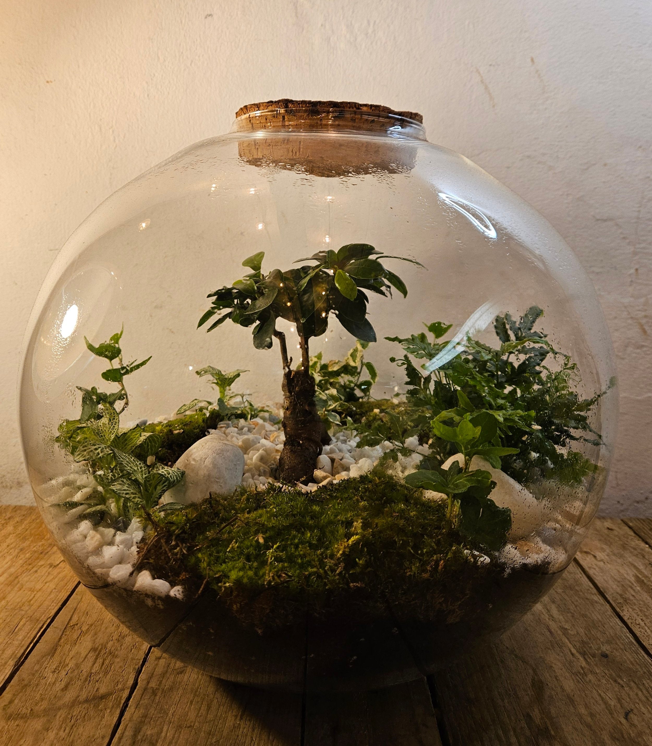 XXL Super sized closed terrarium with ficus ginseng