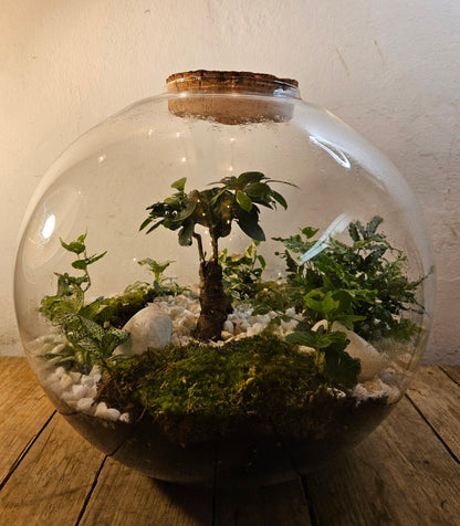 XXL Super sized closed terrarium with ficus ginseng