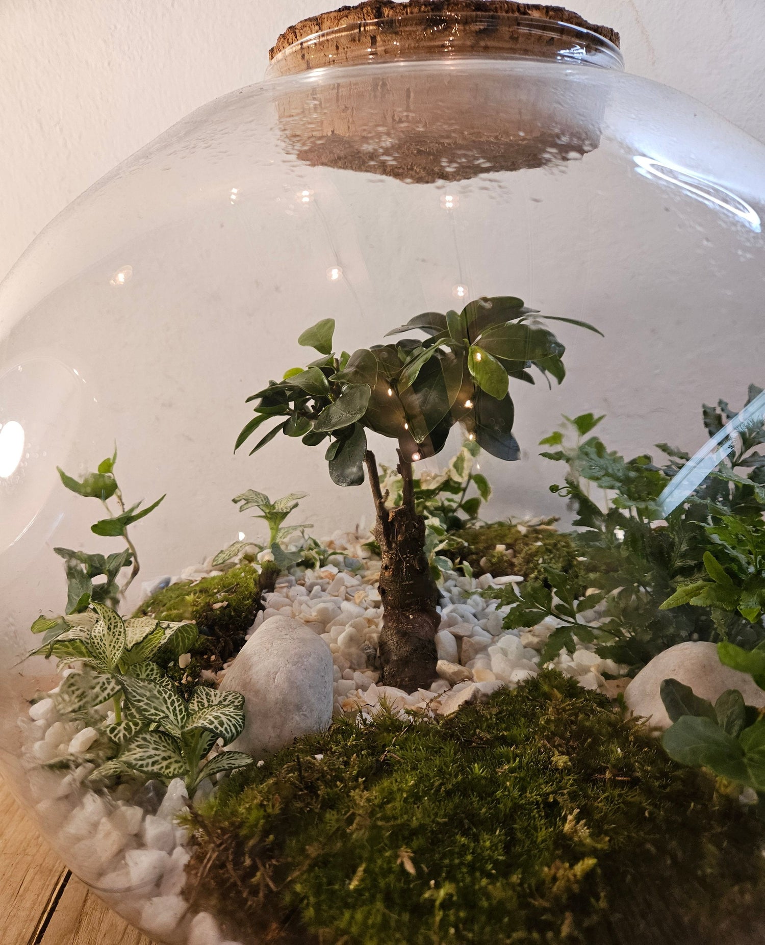 XXL Super sized closed terrarium with ficus ginseng