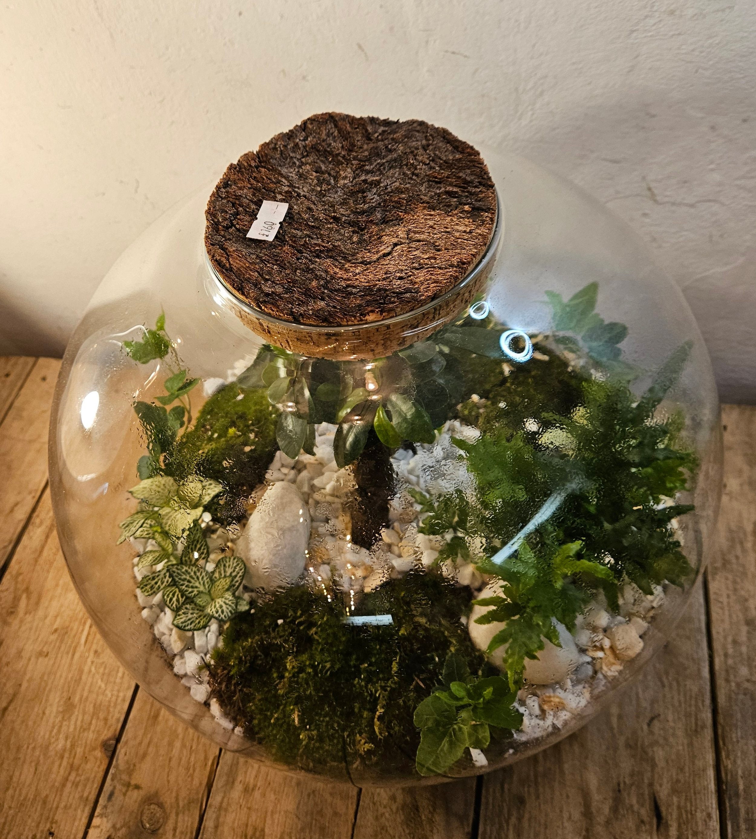 XXL Super sized closed terrarium with ficus ginseng