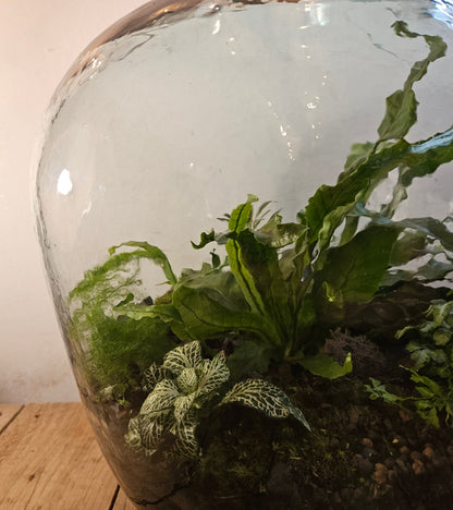 Extra large super tall closed terrarium