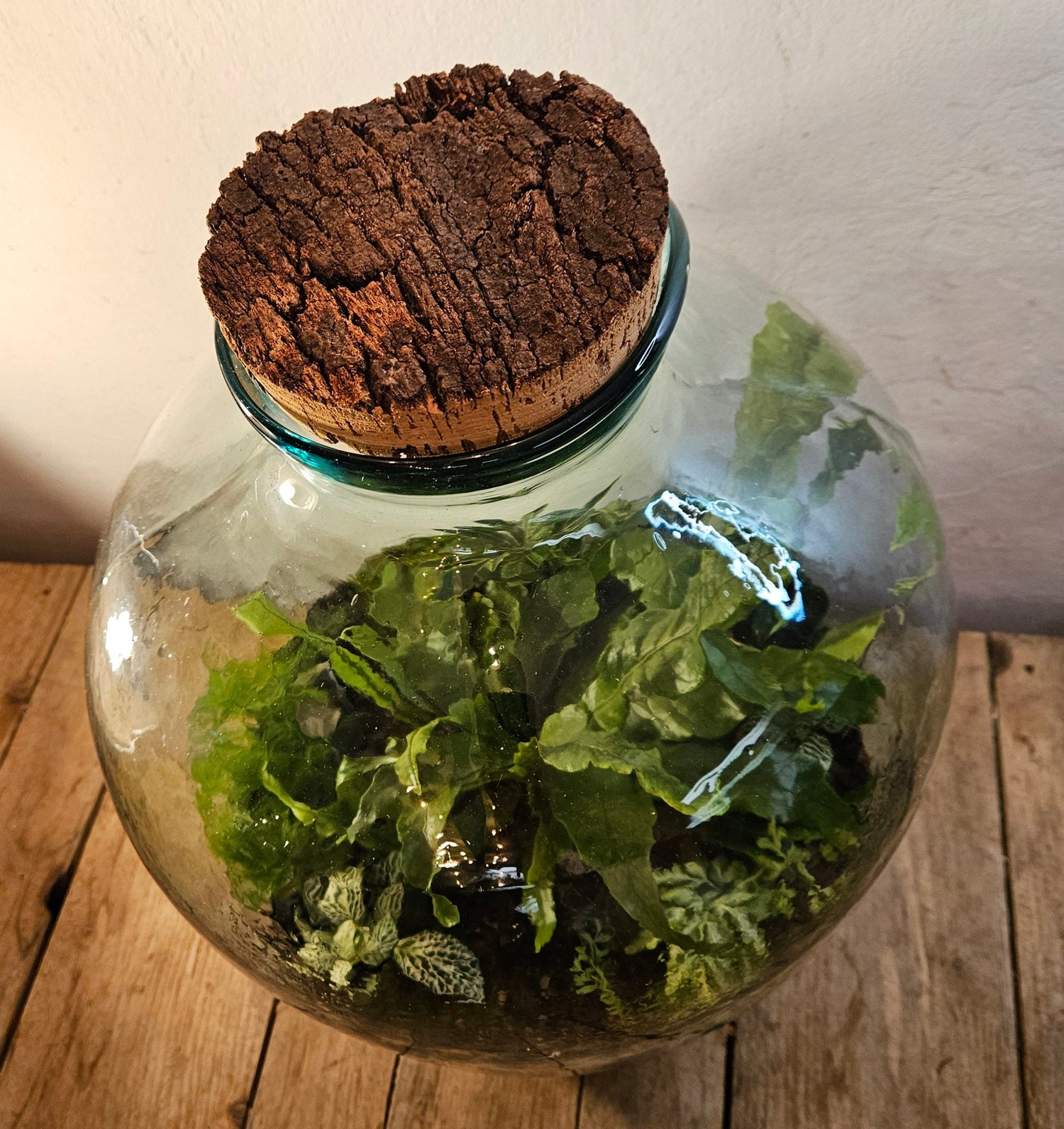 Extra large super tall closed terrarium