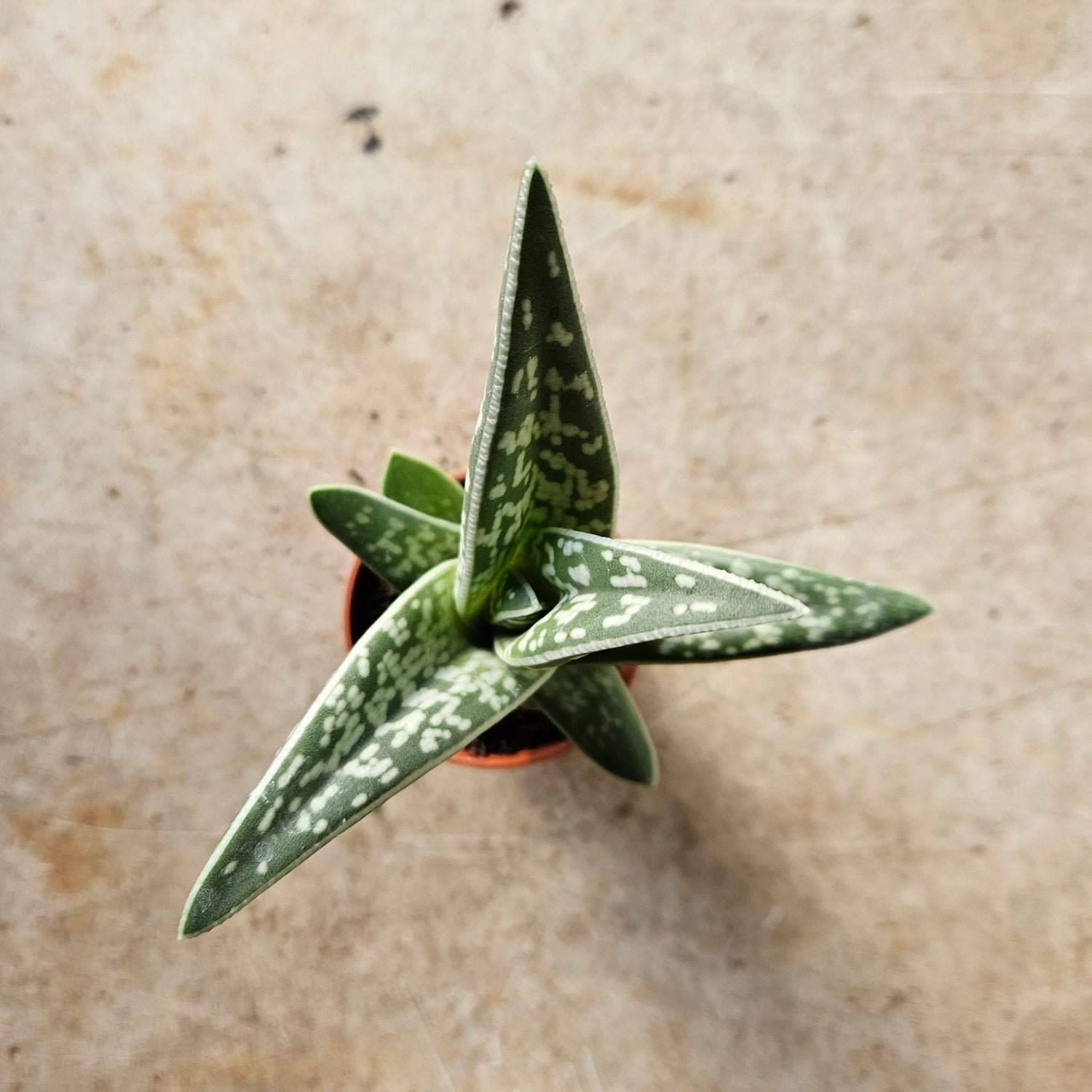 Aloe Variegata (Tiger Aloe)