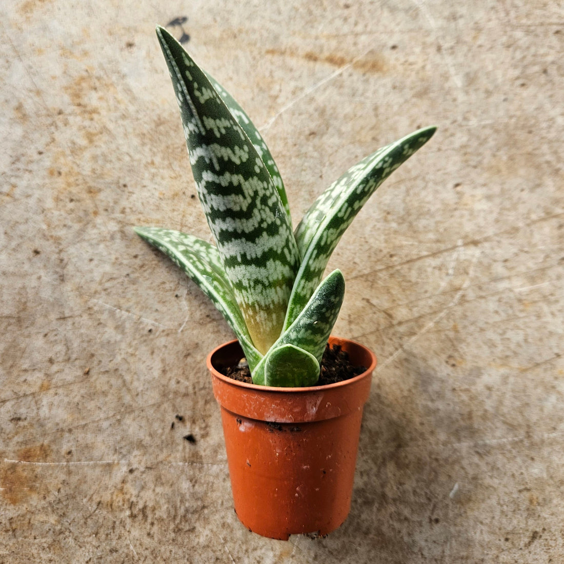 Aloe Variegata (Tiger Aloe)