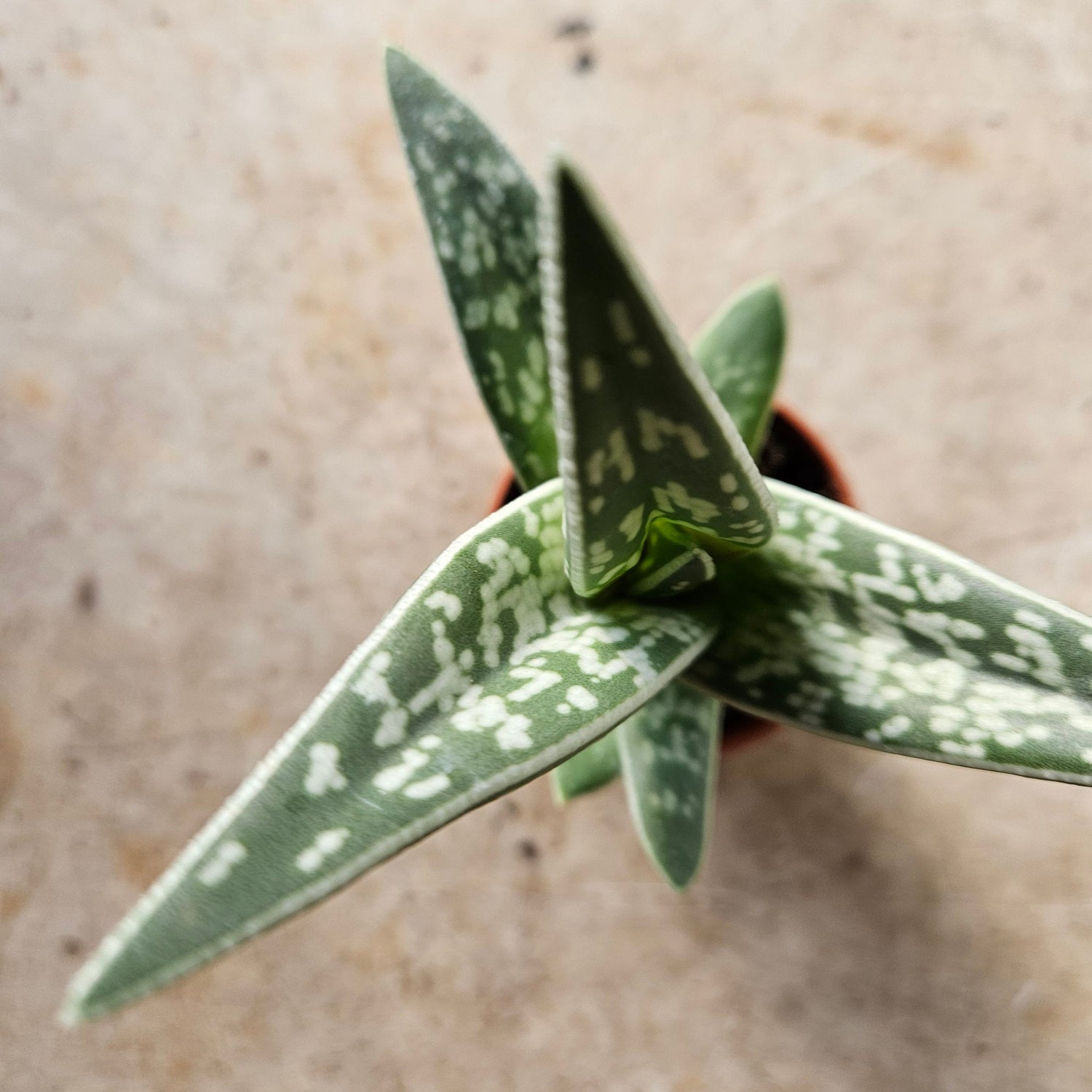 Aloe Variegata (Tiger Aloe)