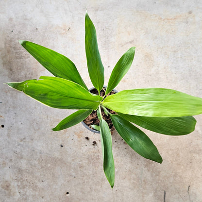 Cordyline fruticosa &