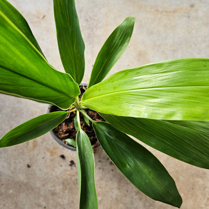 Cordyline fruticosa &