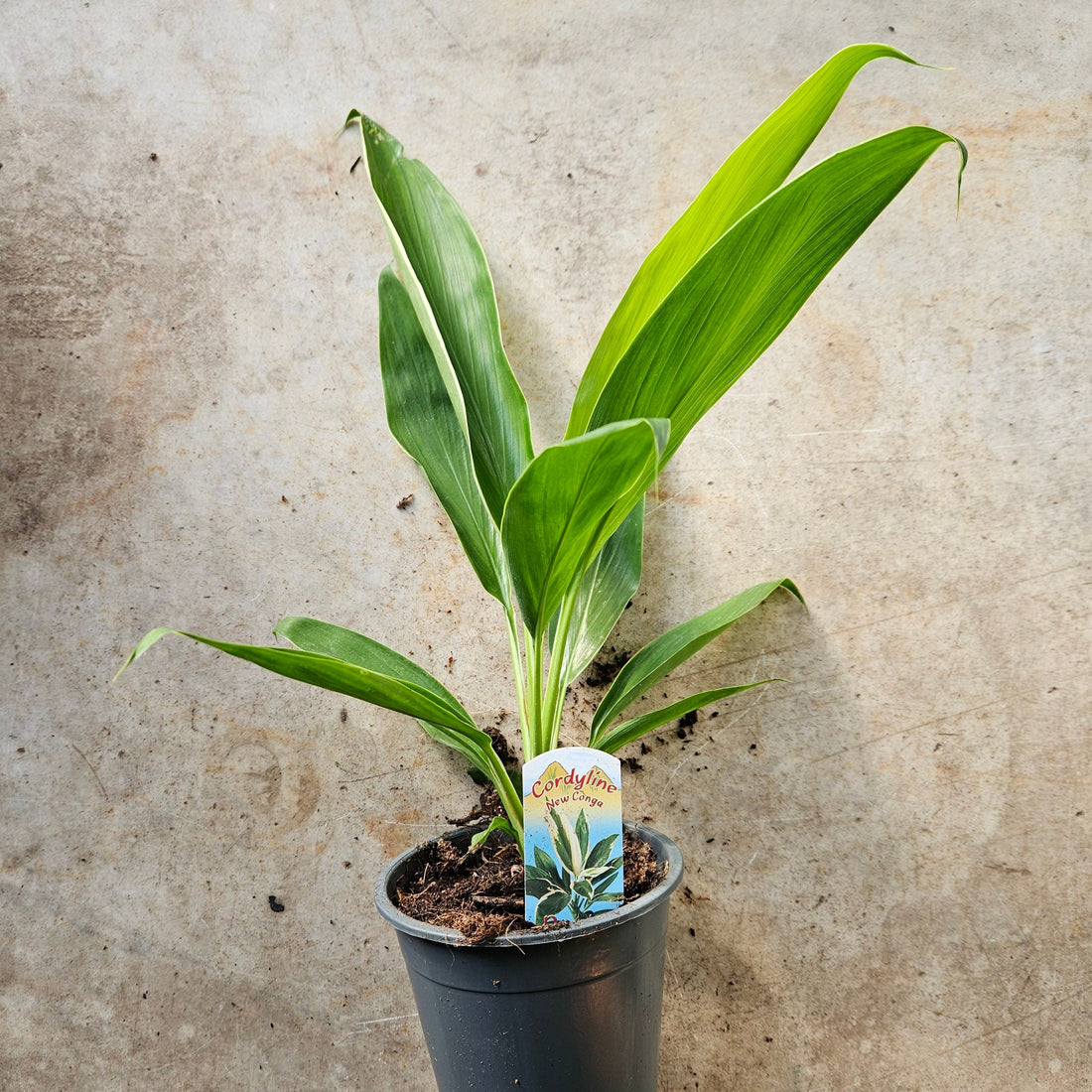 Cordyline fruticosa &