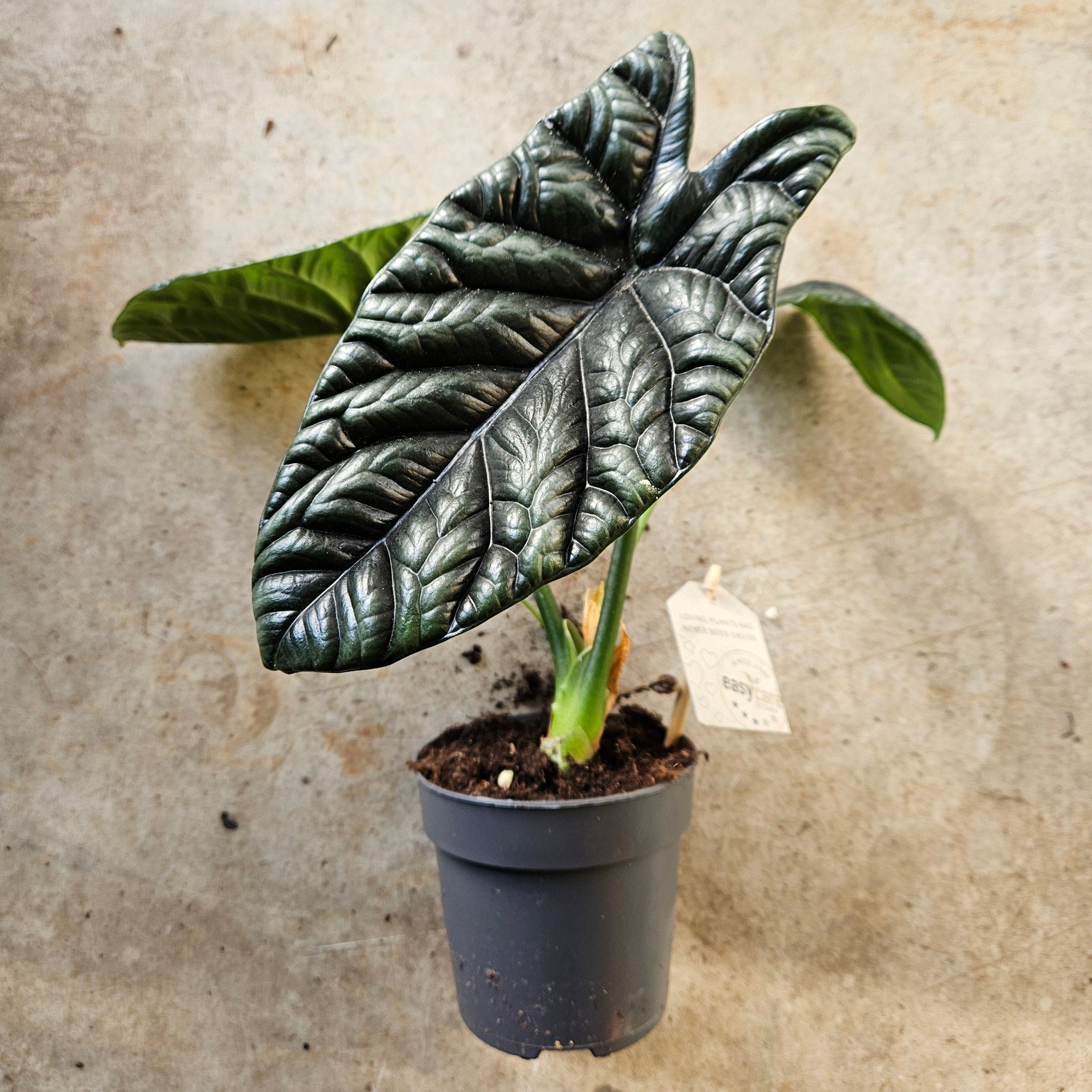 Alocasia Sinuata (Quilted Dreams/ Elephant Ear)