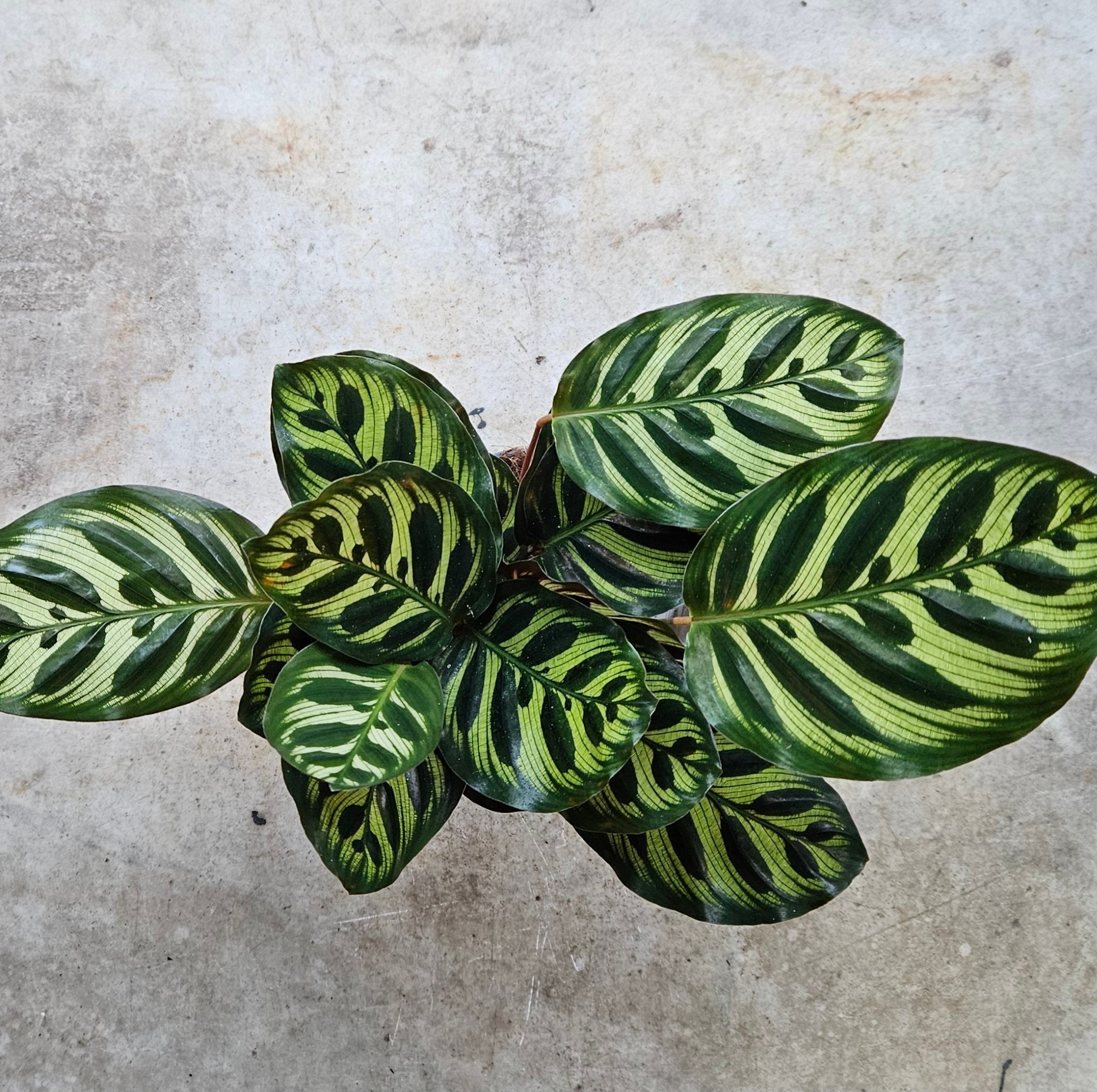 Goeppertia makoyana syn. Calathea makoyana (Peacock plant/ Prayer Plant)