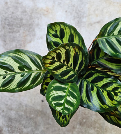 Goeppertia makoyana syn. Calathea makoyana (Peacock plant/ Prayer Plant)