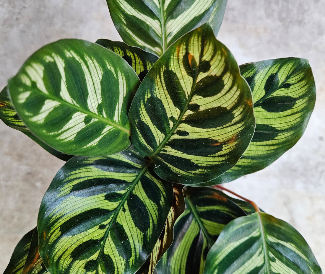 Goeppertia makoyana syn. Calathea makoyana (Peacock plant/ Prayer Plant)