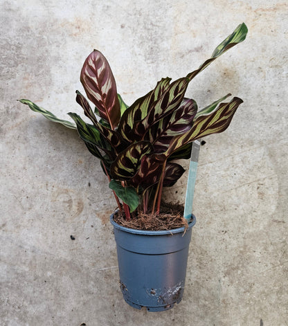 Goeppertia makoyana syn. Calathea makoyana (Peacock plant/ Prayer Plant)