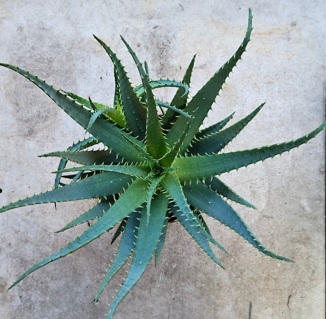 Aloe arborescens (Candelabra aloe)