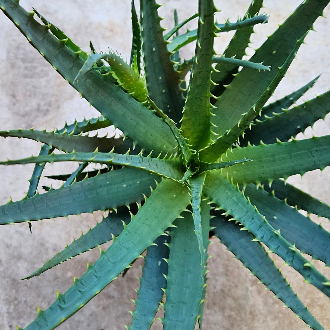 Aloe arborescens (Candelabra aloe)