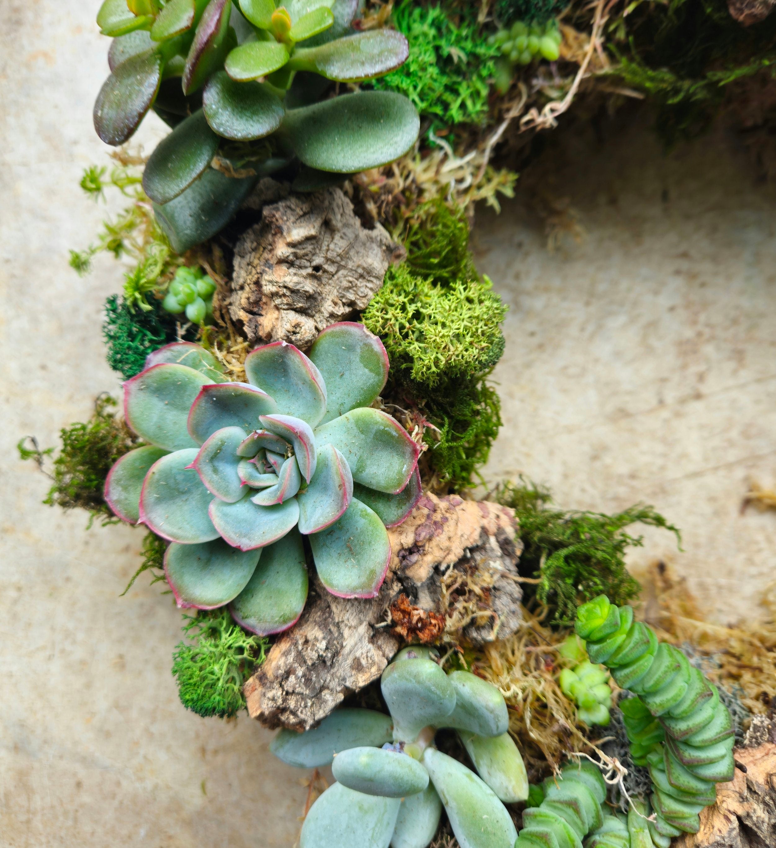 Succulent Living Wreath