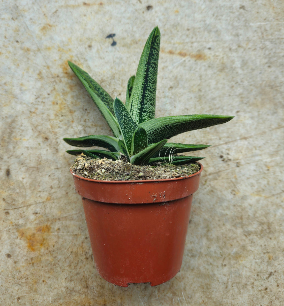 Gasteria &