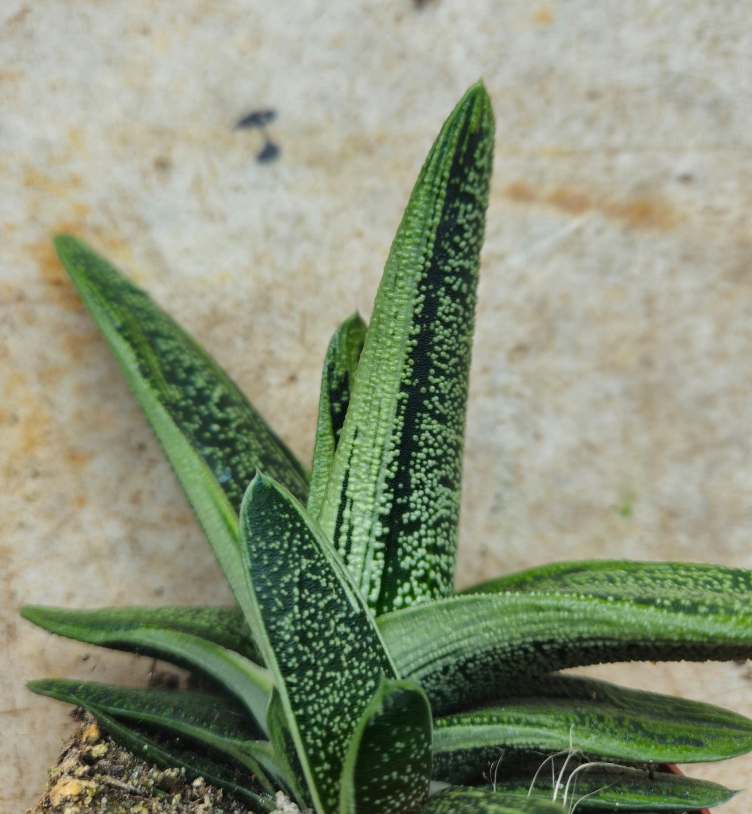 Gasteria &