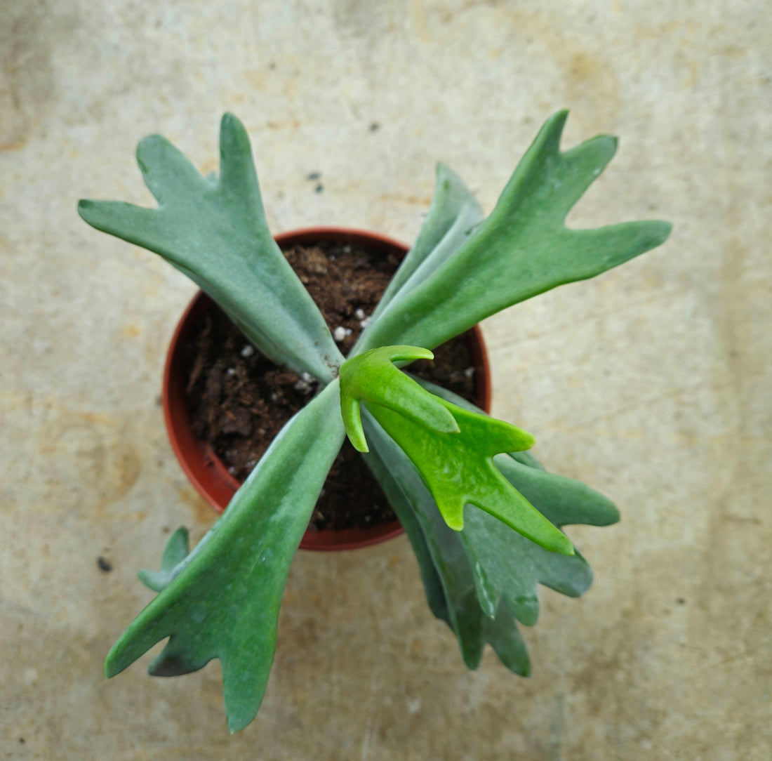 Cotyledon orbiculata &