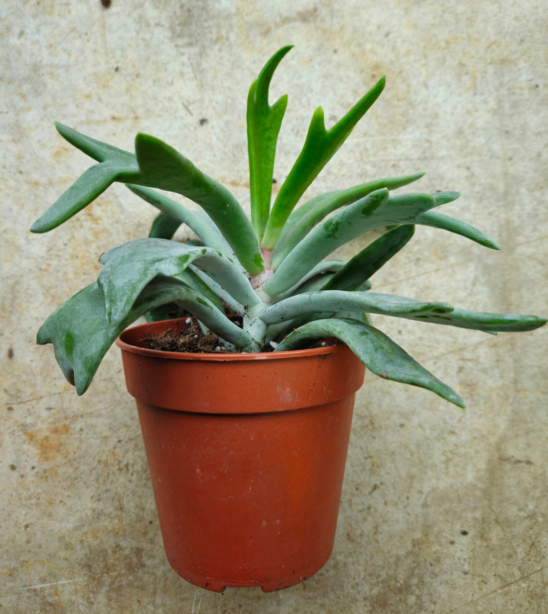 Cotyledon orbiculata &