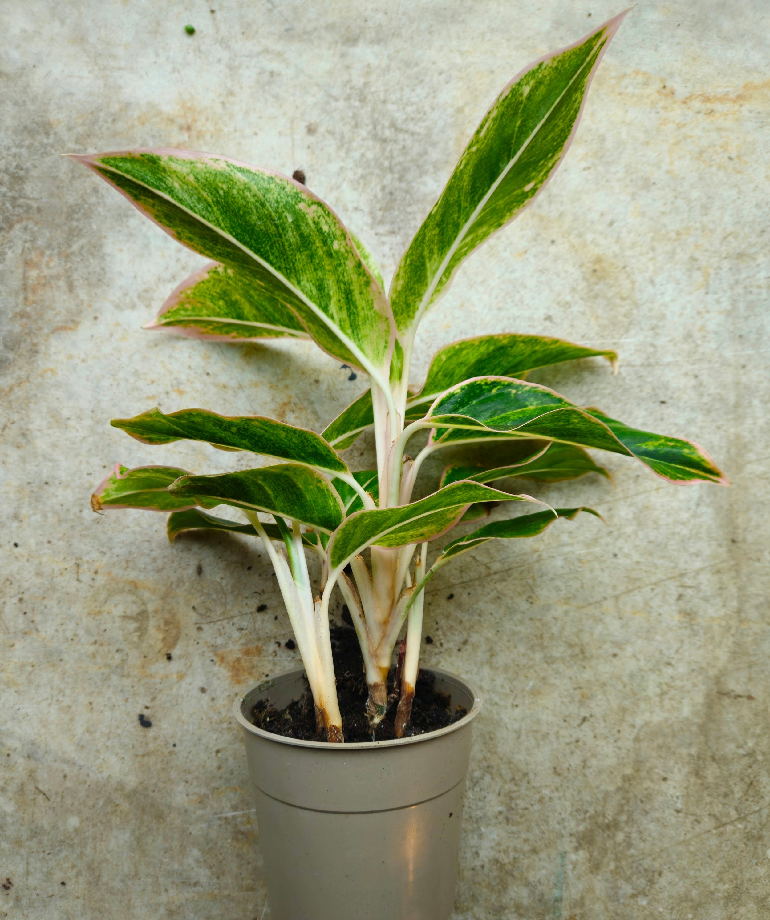 Aglaonema &