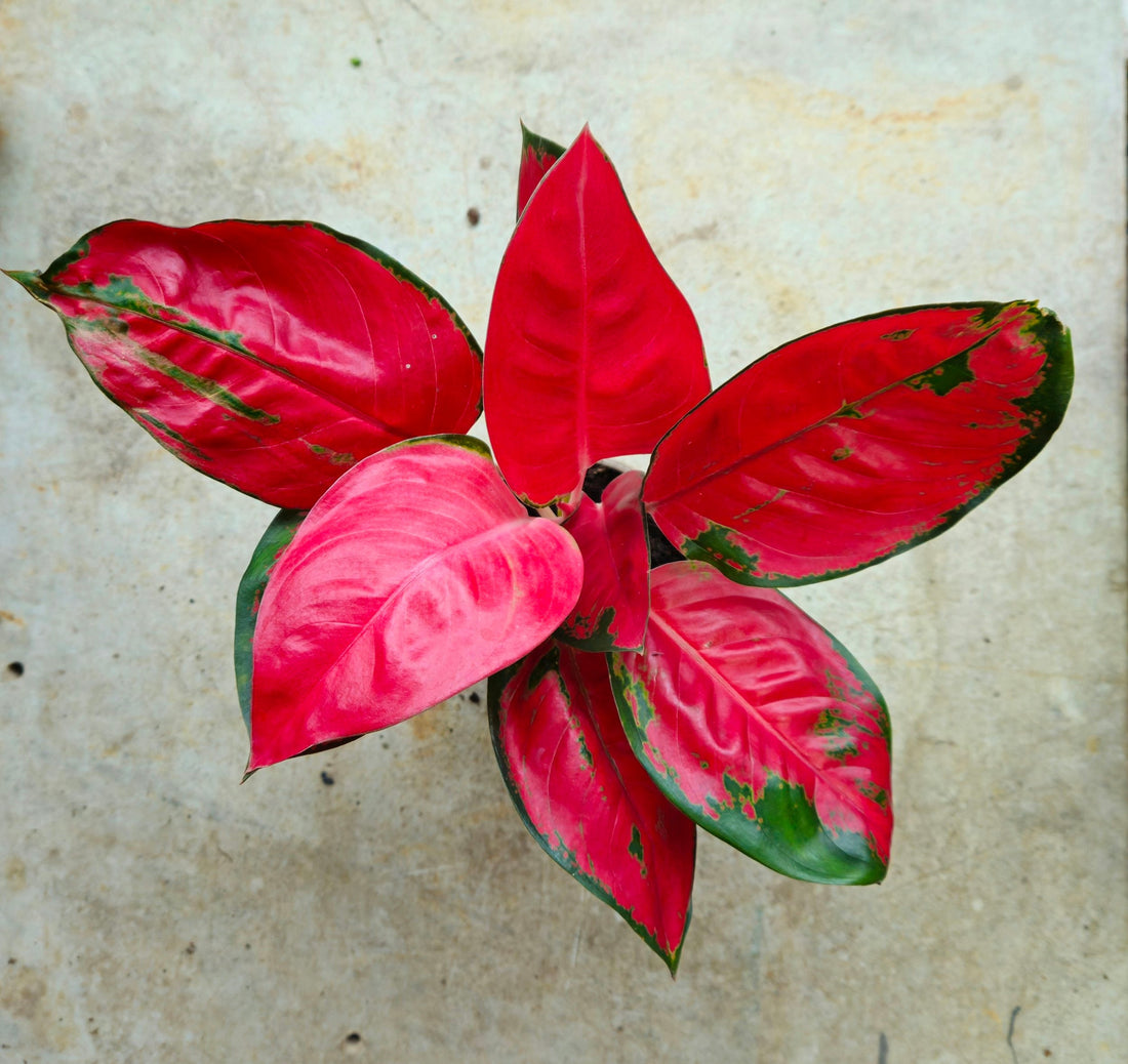 Aglaonema &