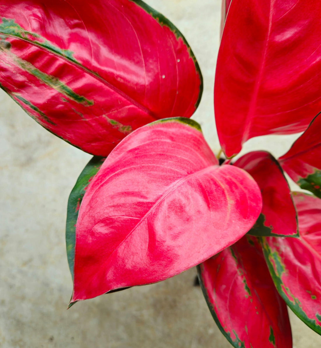 Aglaonema &