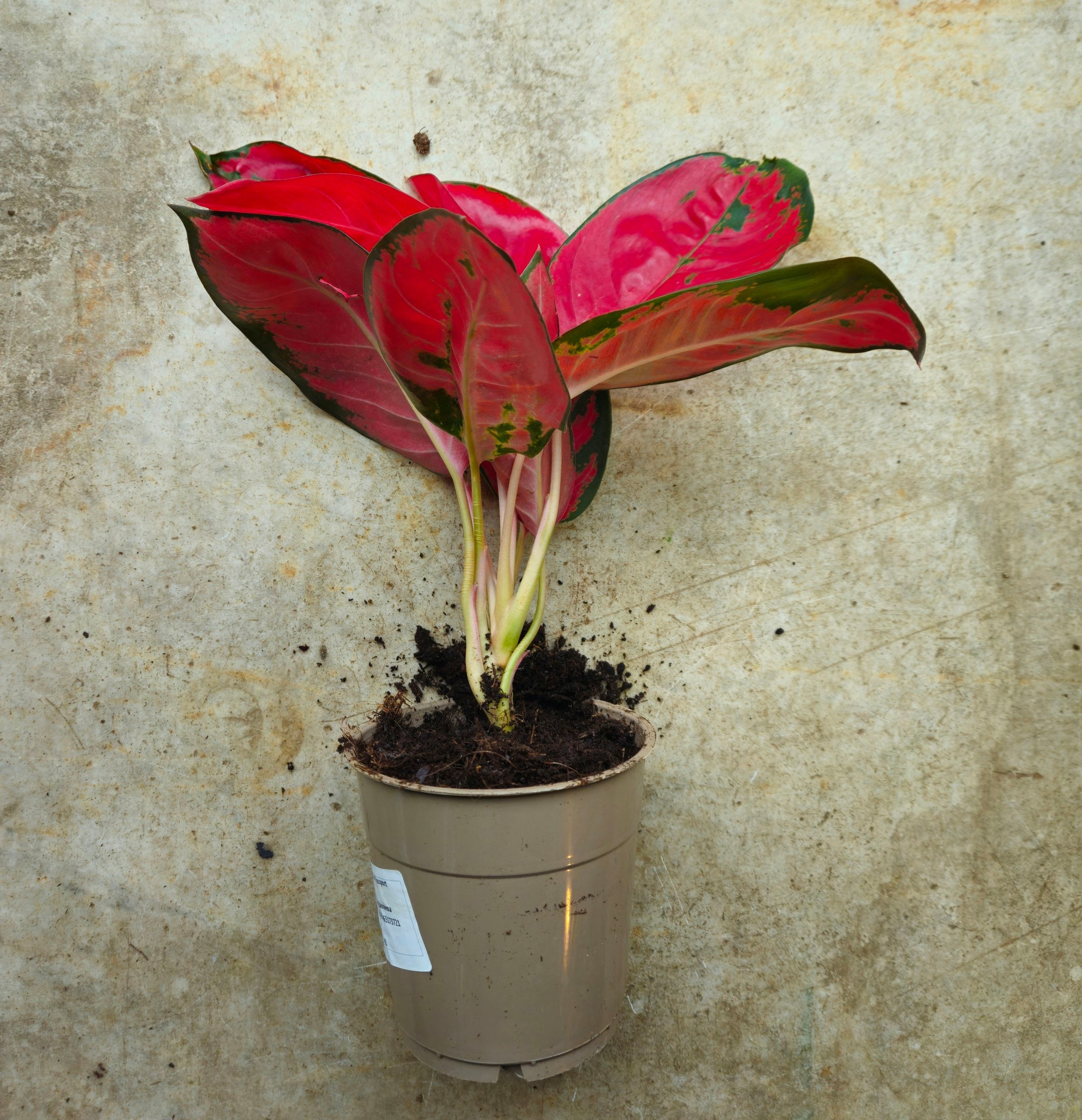 Aglaonema &