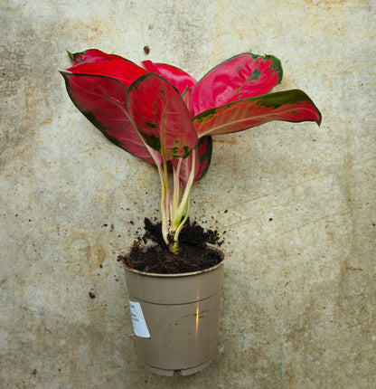 Aglaonema &