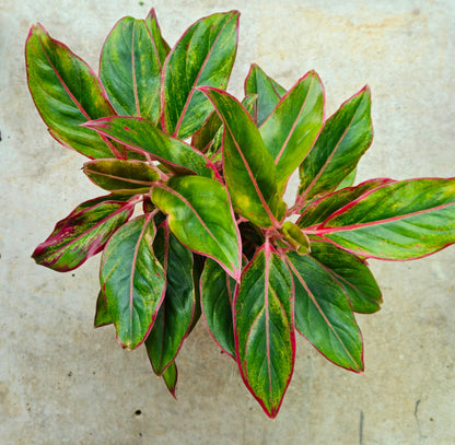 Aglaonema &