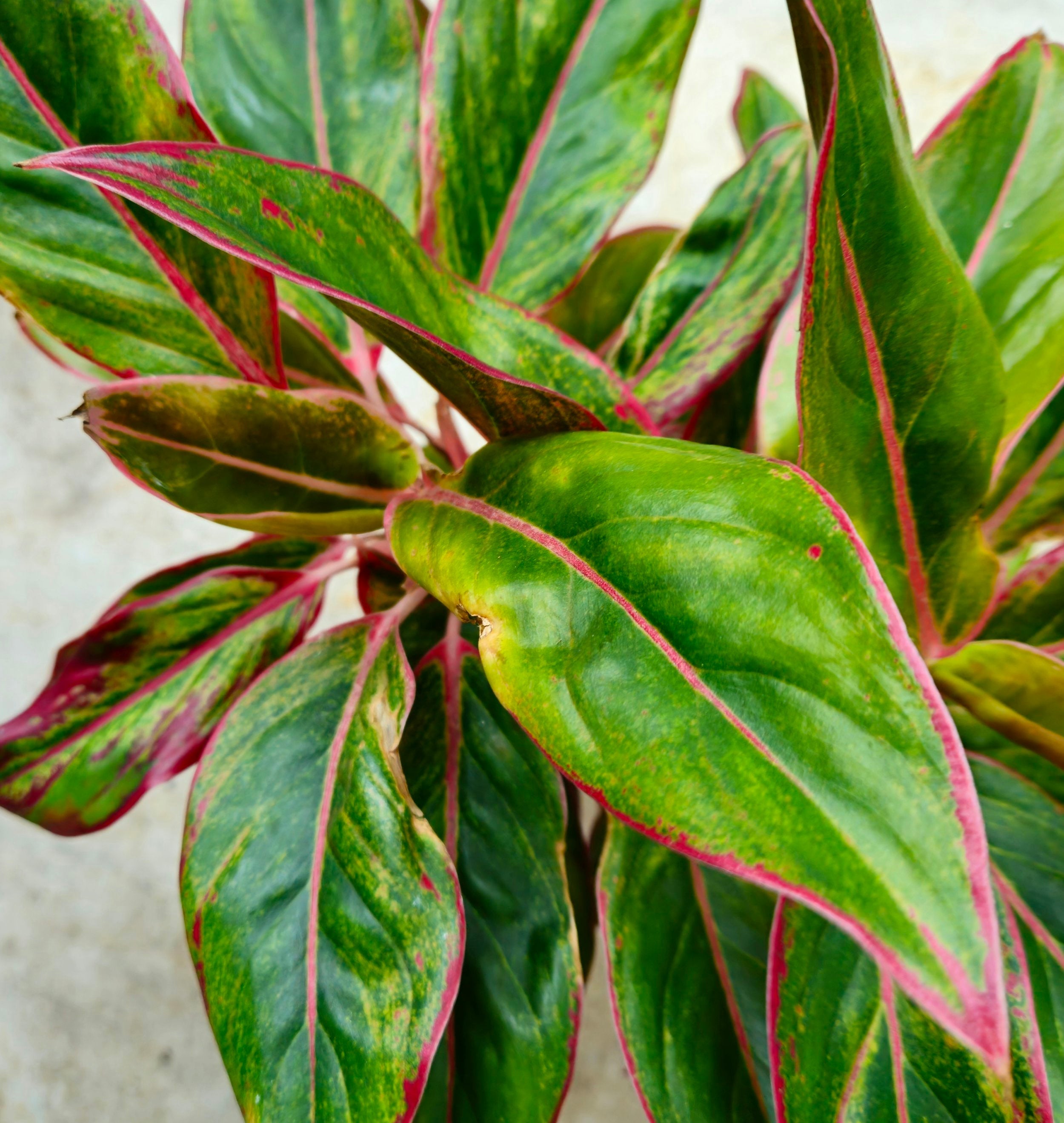 Aglaonema &