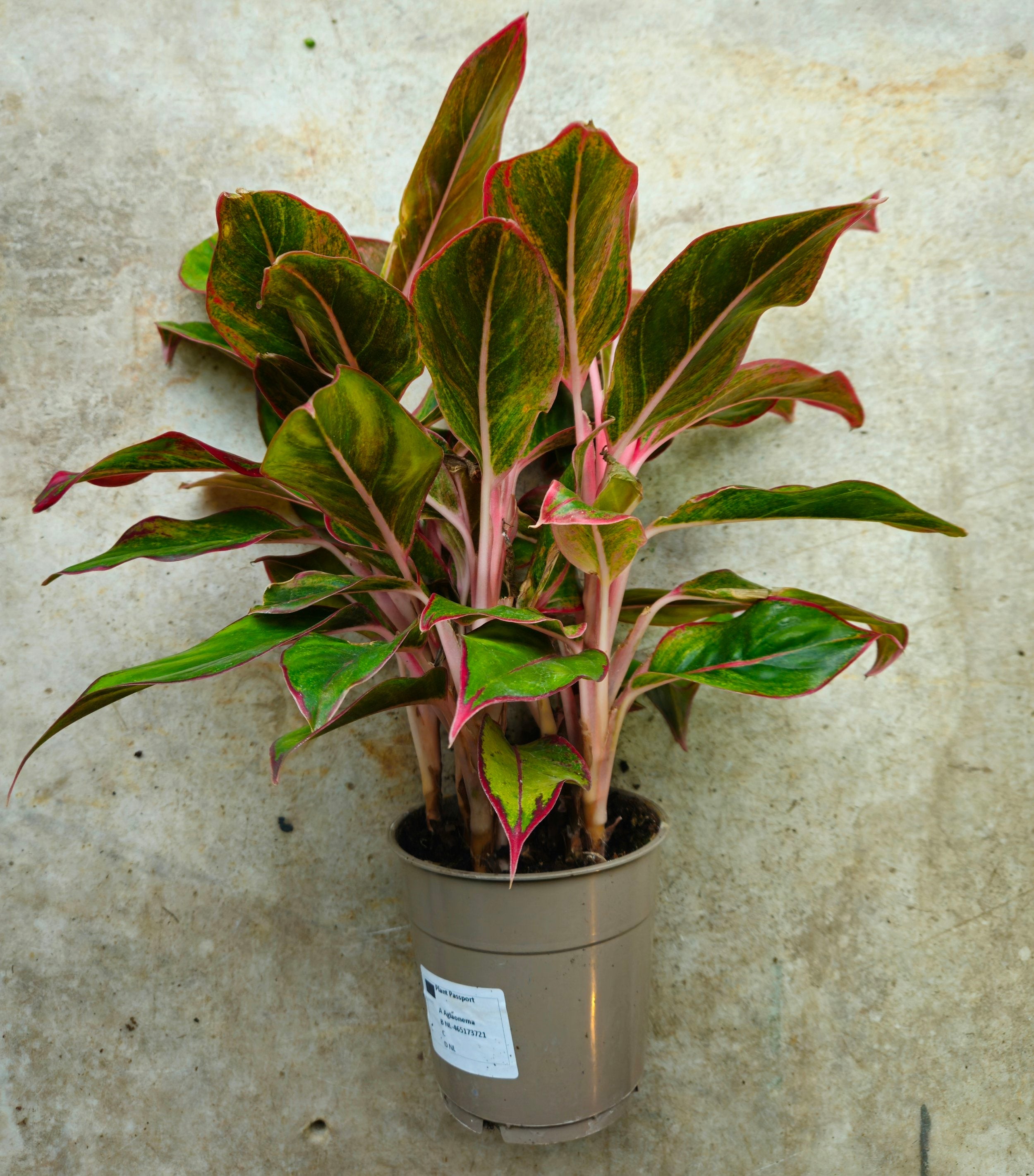 Aglaonema &