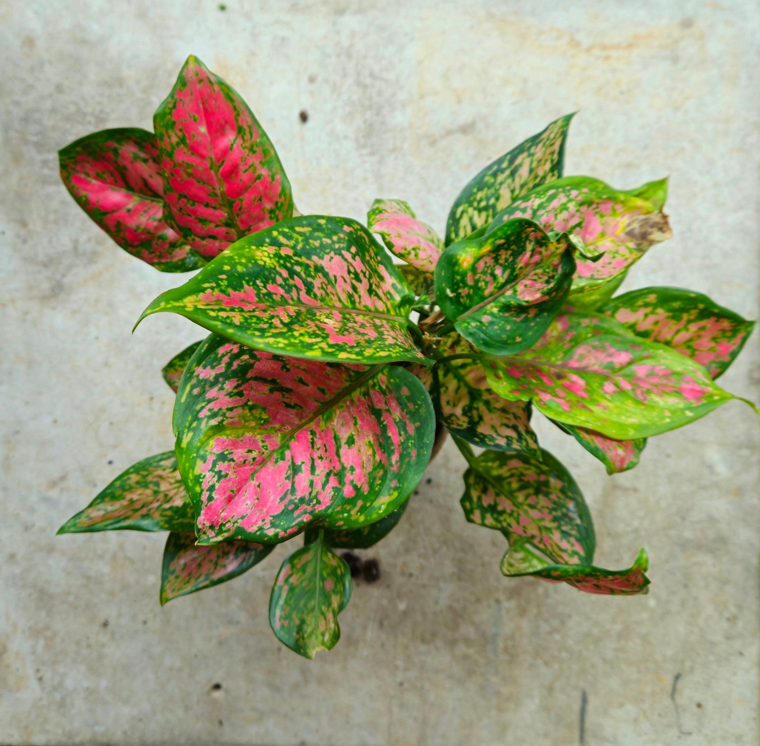 Aglaonema &